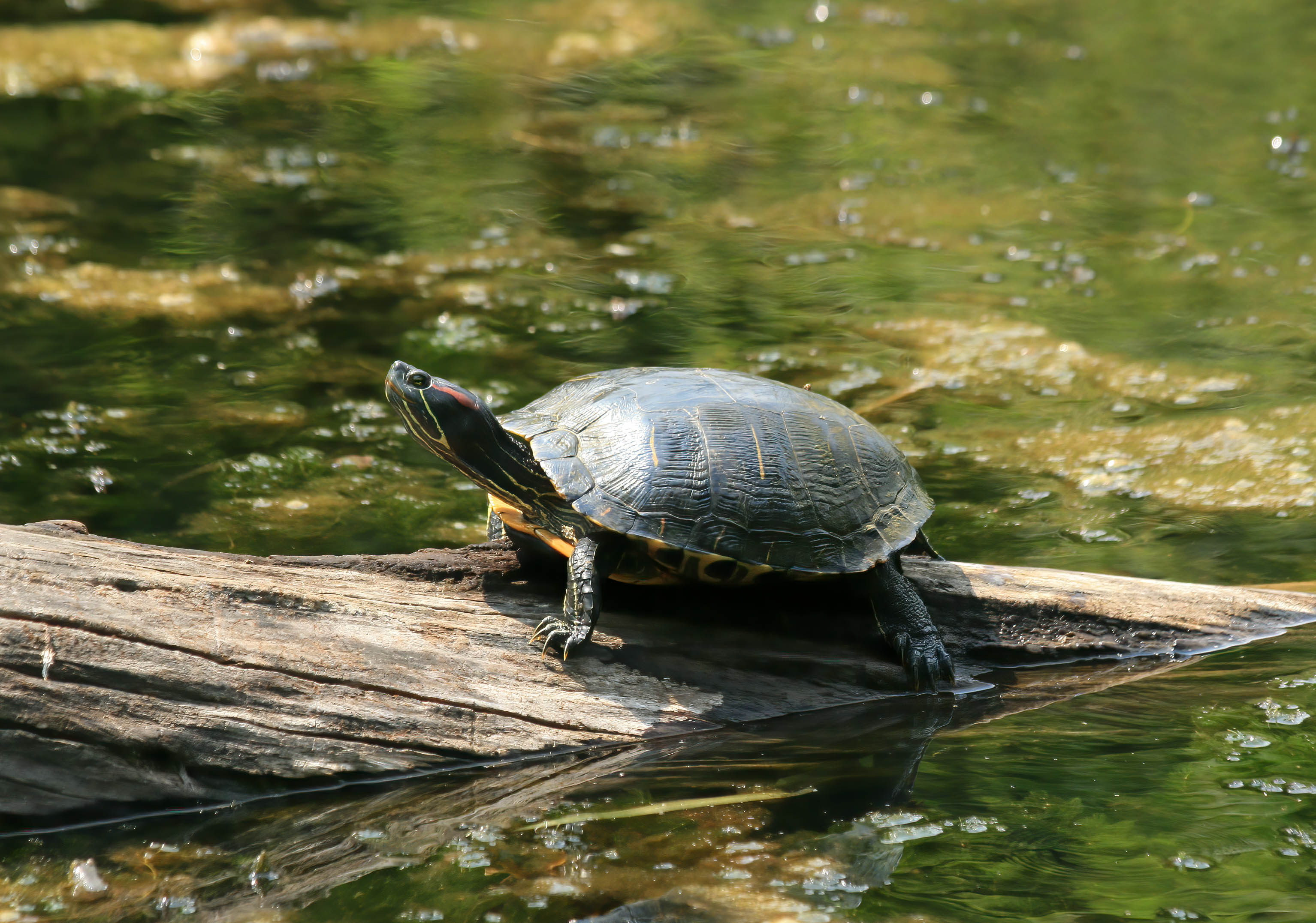 A turtle on a log